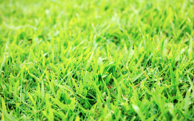 Topdressing Your Lawn
