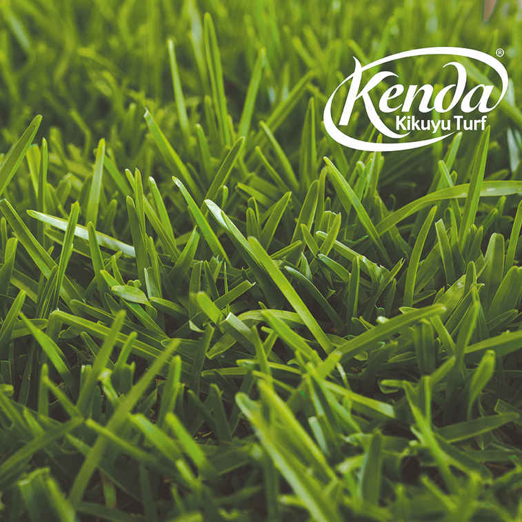 KENDA_KIKUYU with_logo 10