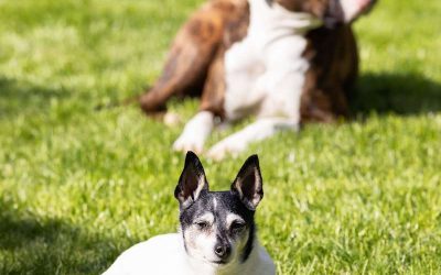 Best Turf Types for Dogs & Pets