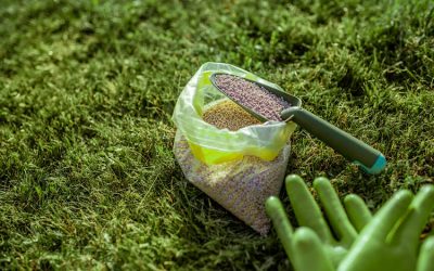 Choosing The Right Fertilizer for Your Melbourne Lawn