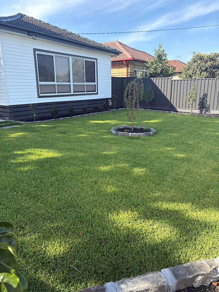 Buffalo Grass