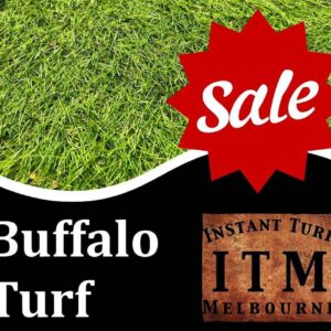 Buffalo Turf Sale Feb 2026