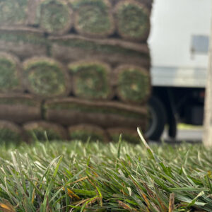 Tall Fescue Turf