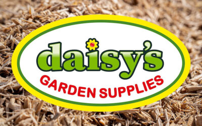 Daisys
