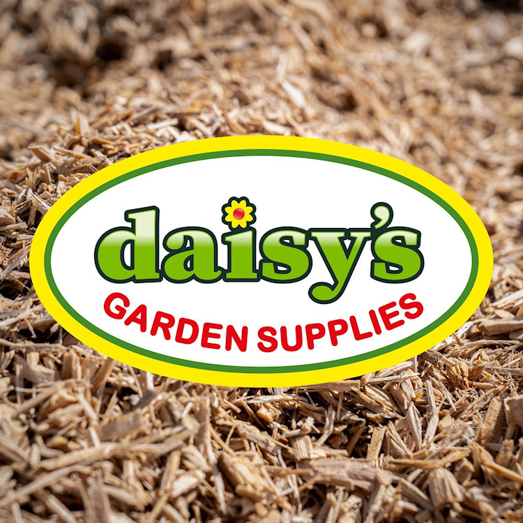 Daisys 